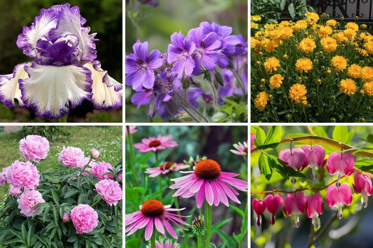 7 perennial flowers to plant in May to have stunning blooms for years to come