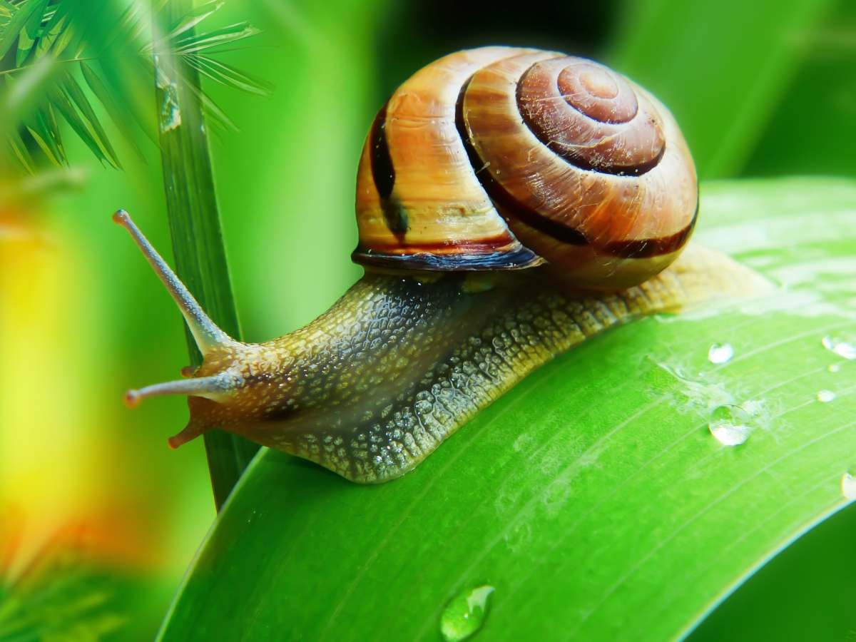 Best Snail Repellent Plants: 5 Best Plants That Keep These Leaf Snails Away From Your Yard Naturally