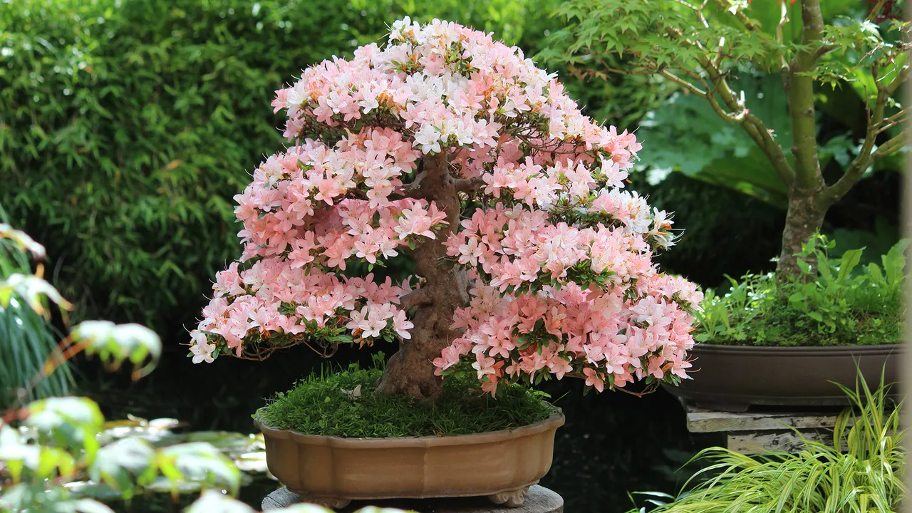 Bonsai tree types – 12 bonsai trees you can grow at home