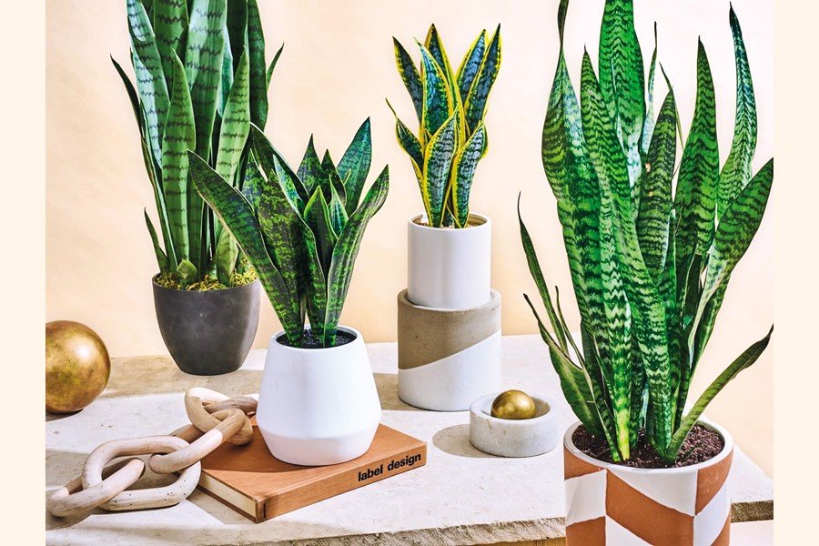 Looking for Natural Air-Cooling Solutions These Houseplants Cool Your Home in Hot Weather