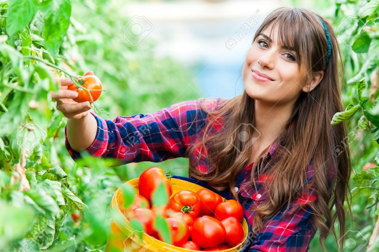 A Common Tomato-Growing Mistake Has Burned How Everyone Needed to Learn It the Hard Way