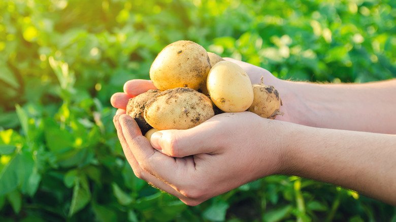 Secrets to Growing Bigger Potatoes – Expert Tips to Boost Your Harvest