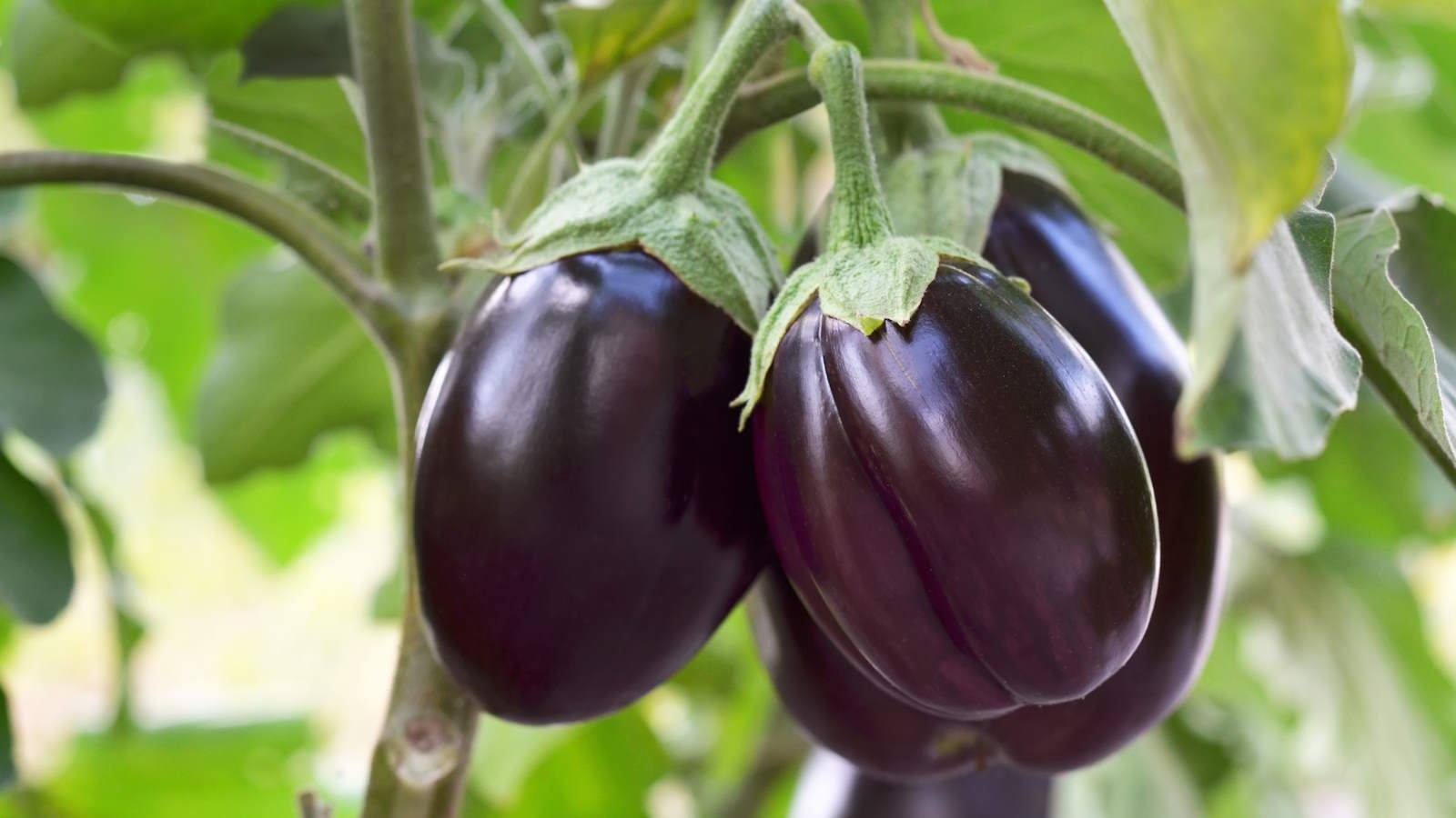 When and How to Fertilize Eggplant | Top Tips for a Bumper Crop