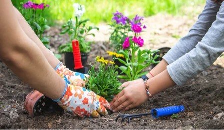 Flowers That Sweeten the Garden: The Most Fragrant Flowers to Plant in 2025