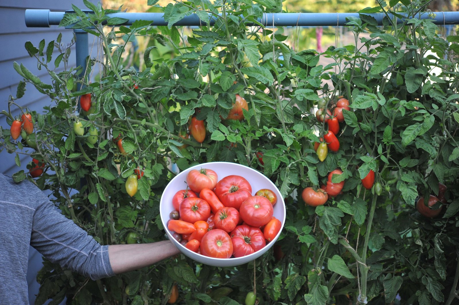 Best Tomato Varieties for Home Gardening and Organic Tomato Gardening Tips and Tricks