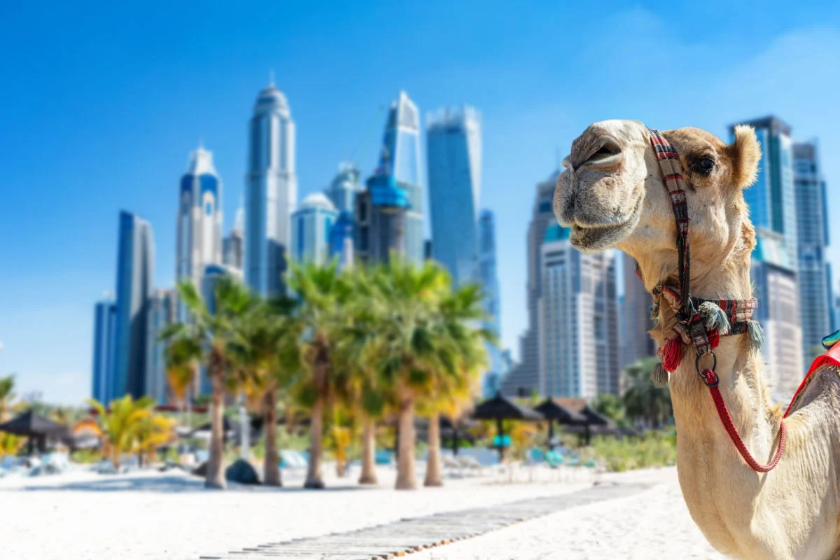 Dubai 8 Reasons Why Tourists Love To Visit The Place