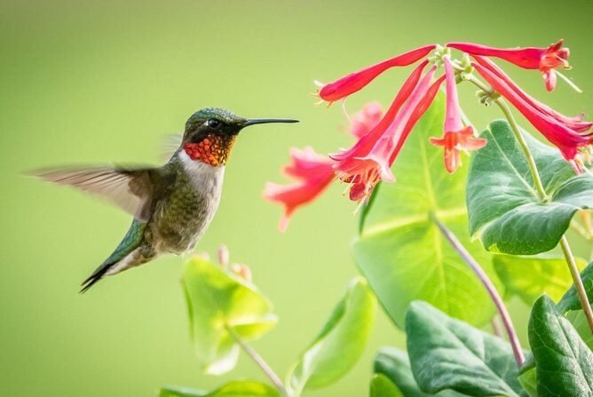 The Harmful Method for Attracting Hummingbirds That You Need to Avoid