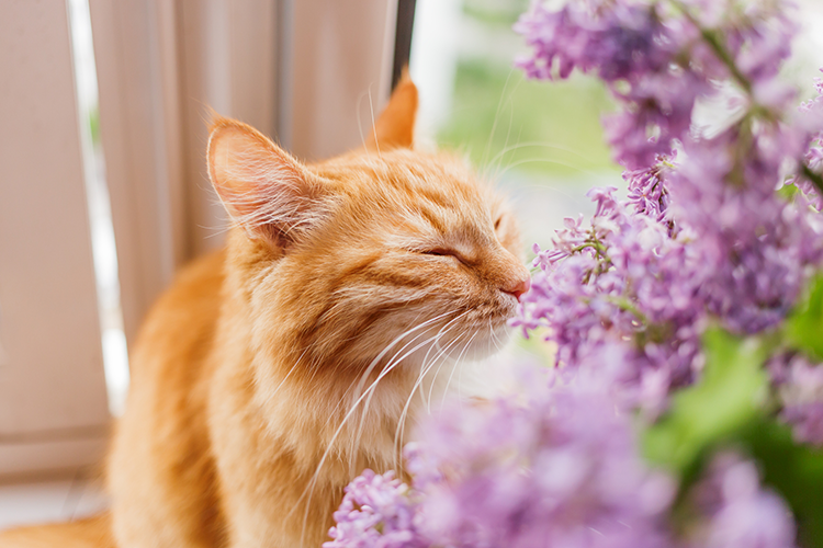 Lovely Blooms That Might Hurt Your Beloved Pets