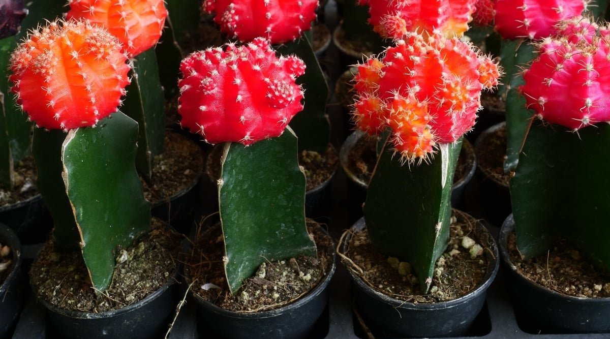 5 Red Indoor Smart Plants That Thrive in Low Light, Purify the Air, and Bring Beauty to Your Home