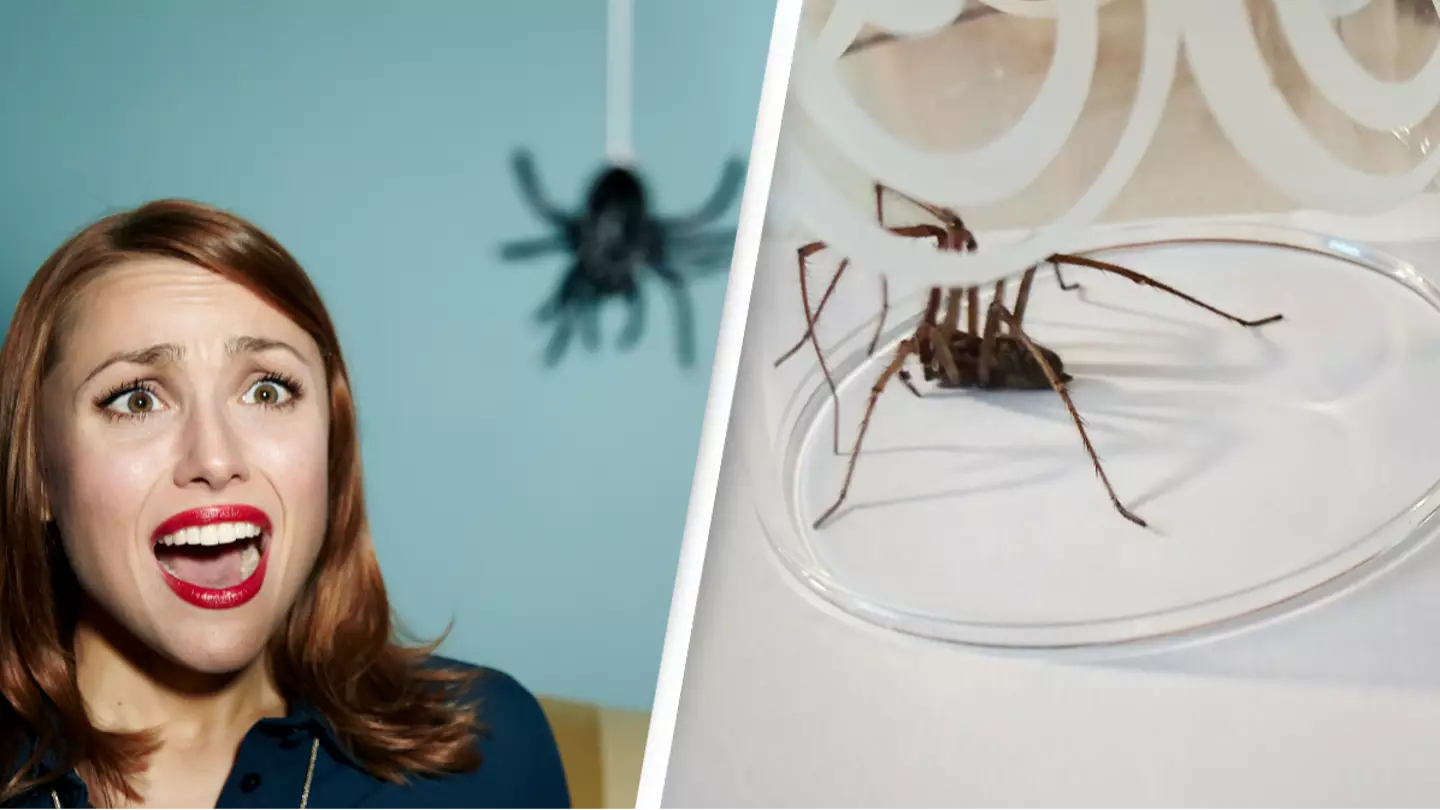 Top 10 Expert Tips | to Get Rid of Spiders Permanently