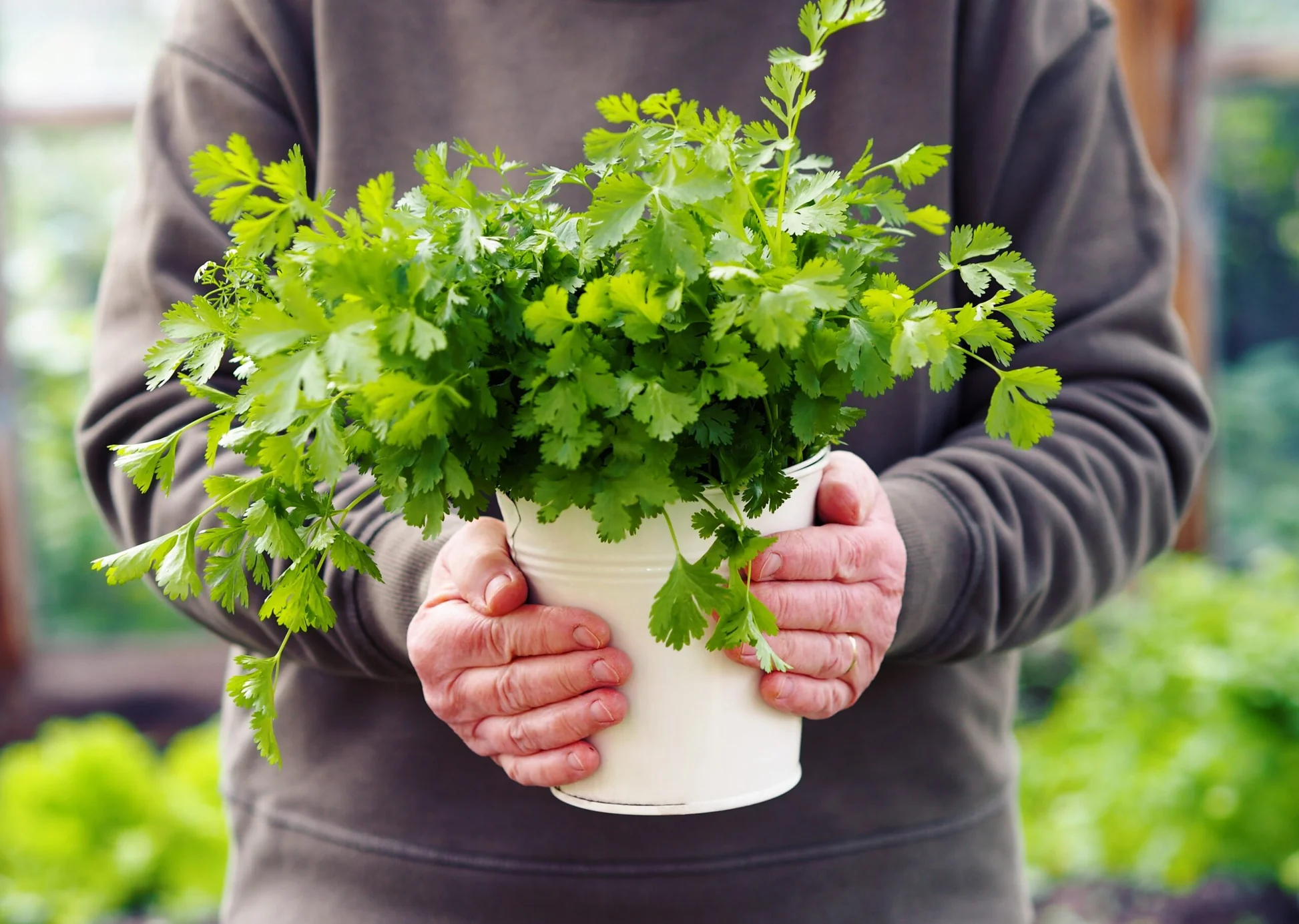 How to Grow and Prune Coriander | Some Tips to Promote Growth and Enjoy This Delicious Herb for Longer Periods