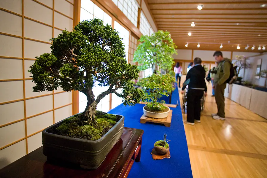 25 Types Of Bonsai Trees |  To Your Indoor Space Perfect and Incredible