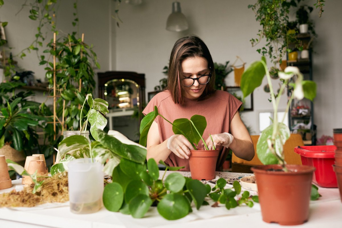 How to Feed House Plants | Proven Tips for the Best Fertilizers